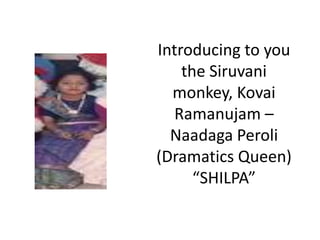 Introducing to you
    the Siruvani
  monkey, Kovai
  Ramanujam –
  Naadaga Peroli
(Dramatics Queen)
      “SHILPA”
 