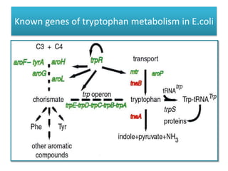 Known genes of tryptophan metabolism in E.coli
 