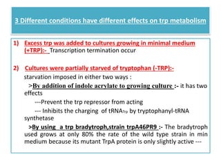 3 Different conditions have different effects on trp metabolism
1) Excess trp was added to cultures growing in minimal medium
(+TRP):- Transcription termination occur
2) Cultures were partially starved of tryptophan (-TRP):-
starvation imposed in either two ways :
>By addition of indole acrylate to growing culture :- it has two
effects
---Prevent the trp repressor from acting
--- Inhibits the charging of tRNATrp by tryptophanyl-tRNA
synthetase
>By using a trp bradytroph,strain trpA46PR9 :- The bradytroph
used grows at only 80% the rate of the wild type strain in min
medium because its mutant TrpA protein is only slightly active ---
 