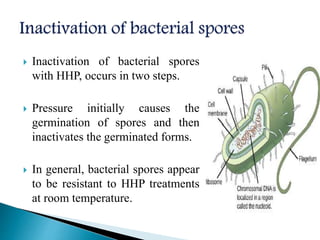  Inactivation of bacterial spores
with HHP, occurs in two steps.
 Pressure initially causes the
germination of spores and then
inactivates the germinated forms.
 In general, bacterial spores appear
to be resistant to HHP treatments
at room temperature.
 
