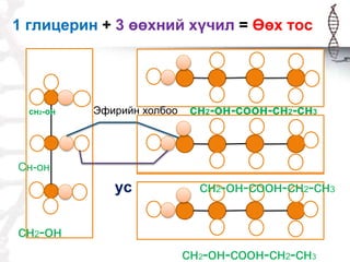 Эфирийн холбоо
1 глицерин + 3 өөхний хүчил = Өөх тос
сн2-он сн2-он-соон-сн2-сн3
Сн-он
ус сн2-он-соон-сн2-сн3
сн2-он
сн2-он-соон-сн2-сн3
 