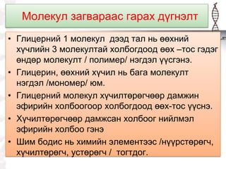 Молекул загвараас гарах дүгнэлт
• Глицерний 1 молекул дээд тал нь өөхний
хүчлийн 3 молекултай холбогдоод өөх –тос гэдэг
өндөр молекулт / полимер/ нэгдэл үүсгэнэ.
• Глицерин, өөхний хүчил нь бага молекулт
нэгдэл /мономер/ юм.
• Глицерний молекул хүчилтөрөгчөөр дамжин
эфирийн холбоогоор холбогдоод өөх-тос үүснэ.
• Хүчилтөрөгчөөр дамжсан холбоог нийлмэл
эфирийн холбоо гэнэ
• Шим бодис нь химийн элементээс /нүүрстөрөгч,
хүчилтөрөгч, устөрөгч / тогтдог.
 