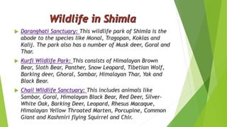  Daranghati Sanctuary: This wildlife park of Shimla is the 
abode to the species like Monal, Tragopan, Koklas and 
Kalij. The park also has a number of Musk deer, Goral and 
Thar. 
 Kurfi Wildlife Park: This consists of Himalayan Brown 
Bear, Sloth Bear, Panther, Snow Leopard, Tibetian Wolf, 
Barking deer, Ghoral, Sambar, Himalayan Thar, Yak and 
Black Bear. 
 Chail Wildlife Sanctuary: This includes animals like 
Sambar, Goral, Himalayan Black Bear, Red Deer, Silver- 
White Oak, Barking Deer, Leopard, Rhesus Macaque, 
Himalayan Yellow Throated Marten, Porcupine, Common 
Giant and Kashmiri flying Squirrel and Chir. 
 