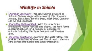  Churdhar Sanctuary: This sanctuary is situated at 
Solan in Shimla. Major attractions of this place are 
Monals, Black Bear, Barking Deer, Musk Deer, Common 
Langur and Leopards. 
 Pin Valley National Park: With its snow laden 
unexplored higher reaches and slopes, the Park forms 
a natural habitat for a number of endangered 
animals including the Snow Leopard and Siberian 
Ibex. 
 Majathal Sanctuary: Located in the Spiti valley, this 
park is the habitat of Ibex and Bharal. which shelters 
rare breeds like Gorals and Cheer Pheasants. 
 