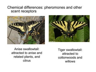 Chemical differences: pheromones and other
scent receptors
Anise swallowtail:
attracted to anise and
related plants, and
citrus
Tiger swallowtail:
attracted to
cottonwoods and
willows
 