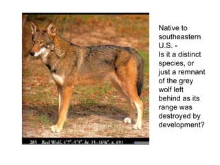 Native to
southeastern
U.S. -
Is it a distinct
species, or
just a remnant
of the grey
wolf left
behind as its
range was
destroyed by
development?
 
