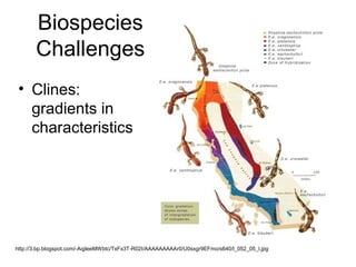 Biospecies
Challenges
• Clines:
gradients in
characteristics
http://3.bp.blogspot.com/-AqjleeMWbtc/TxFx3T-R02I/AAAAAAAAAr0/U0sxgr9EFmo/s640/l_052_05_l.jpg
 