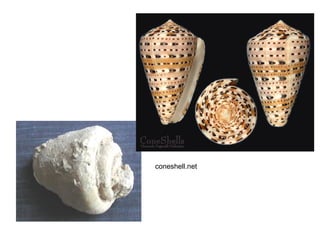 coneshell.net
 