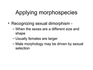 Applying morphospecies
• Recognizing sexual dimorphism -
– When the sexes are a different size and
shape
– Usually females are larger
– Male morphology may be driven by sexual
selection
 