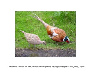 http://static.kienthuc.net.vn:81/Images/dataimages/201206/original/images930127_chim_Tri.jpeg
 