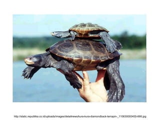 http://static.republika.co.id/uploads/images/detailnews/kura-kura-diamondback-terrapin-_110630093455-666.jpg
 