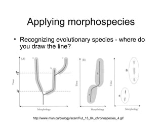 Applying morphospecies
• Recognizing evolutionary species - where do
you draw the line?
http://www.mun.ca/biology/scarr/Fut_15_04_chronospecies_4.gif
 