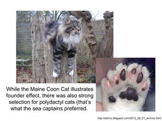 While the Maine Coon Cat illustrates
founder effect, there was also strong
selection for polydactyl cats (that’s
what the sea captains preferred.
http://sdmvc.blogspot.com/2012_08_01_archive.html
 
