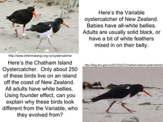 Here’s the Variable
oystercatcher of New Zealand.
Babies have all-white bellies.
Adults are usually solid black, or
have a bit of white feathers
mixed in on their belly.
Here’s the Chatham Island
Oystercatcher. Only about 250
of these birds live on an island
off the coast of New Zealand.
All adults have white bellies.
Using founder effect, can you
explain why these birds look
different from the Variable, who
they evolved from?
http://blog.doc.govt.nz/2012/02/27/chatham-island-oystercatcher/
http://www.tiritirimatangi.org.nz/oystercatcher
 