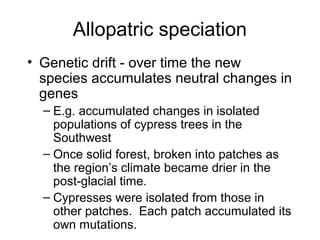 Allopatric speciation
• Genetic drift - over time the new
species accumulates neutral changes in
genes
– E.g. accumulated changes in isolated
populations of cypress trees in the
Southwest
– Once solid forest, broken into patches as
the region’s climate became drier in the
post-glacial time.
– Cypresses were isolated from those in
other patches. Each patch accumulated its
own mutations.
 