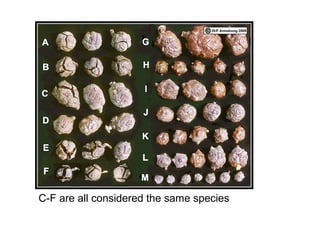 C-F are all considered the same species
 