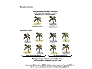 Barrientos & Rieseberg, 2006, Splitting when together, Heredity 97:2-3
http://www.readcube.com/articles/10.1038/sj.hdy.6800840
 