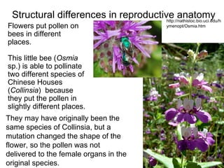 Structural differences in reproductive anatomy
Flowers put pollen on
bees in different
places.
This little bee (Osmia
sp.) is able to pollinate
two different species of
Chinese Houses
(Collinsia) because
they put the pollen in
slightly different places.
They may have originally been the
same species of Collinsia, but a
mutation changed the shape of the
flower, so the pollen was not
delivered to the female organs in the
original species.
http://nathistoc.bio.uci.edu/h
ymenopt/Osmia.htm
 