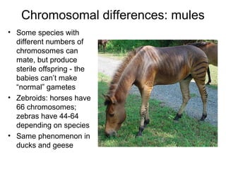 Chromosomal differences: mules
• Some species with
different numbers of
chromosomes can
mate, but produce
sterile offspring - the
babies can’t make
“normal” gametes
• Zebroids: horses have
66 chromosomes;
zebras have 44-64
depending on species
• Same phenomenon in
ducks and geese
 