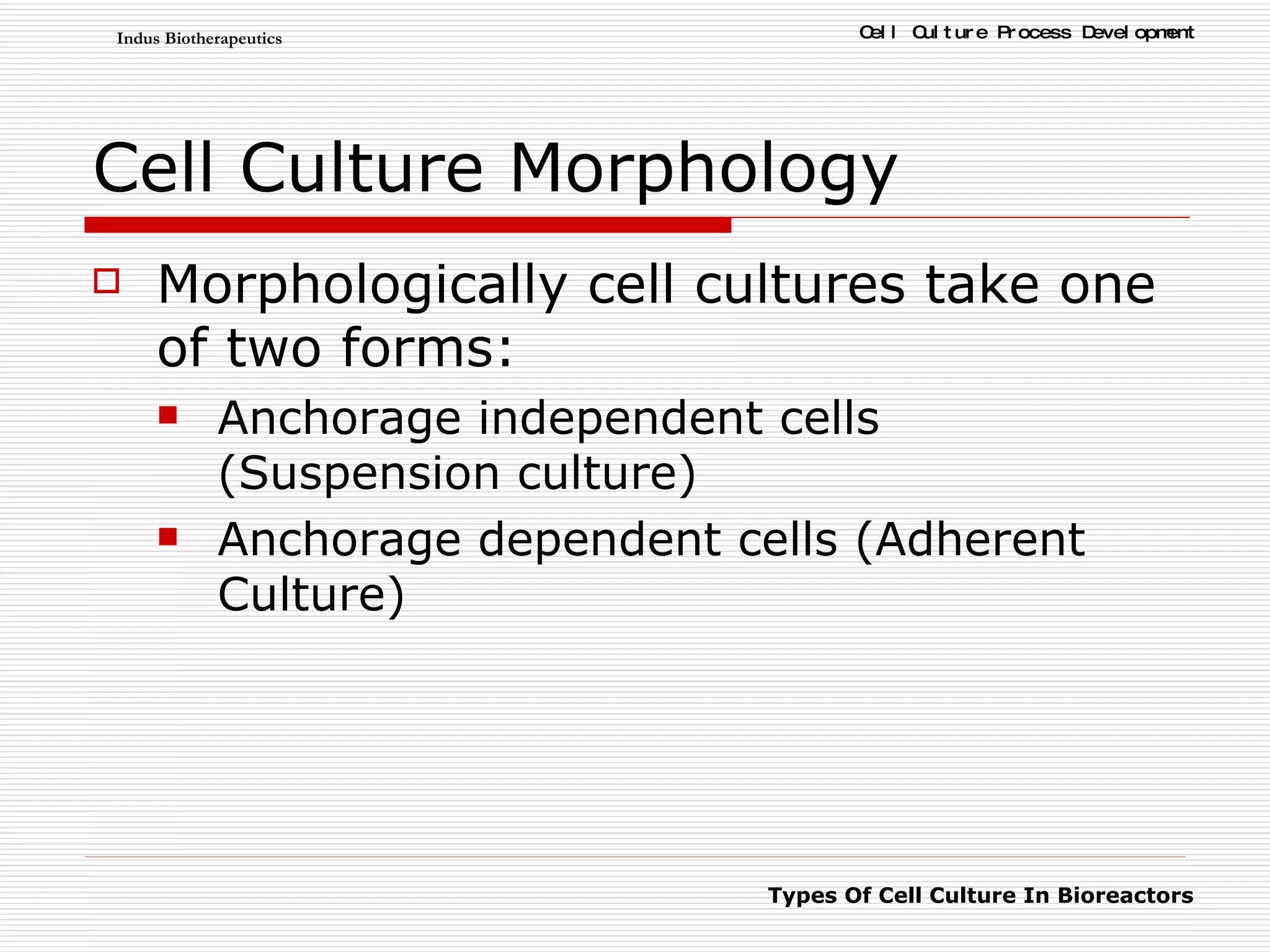 Cell Culture Morphology Morphologically cell cultures take one of two forms: Anchorage independent cells (Suspension culture) Anchorage dependent cells (Adherent Culture) 