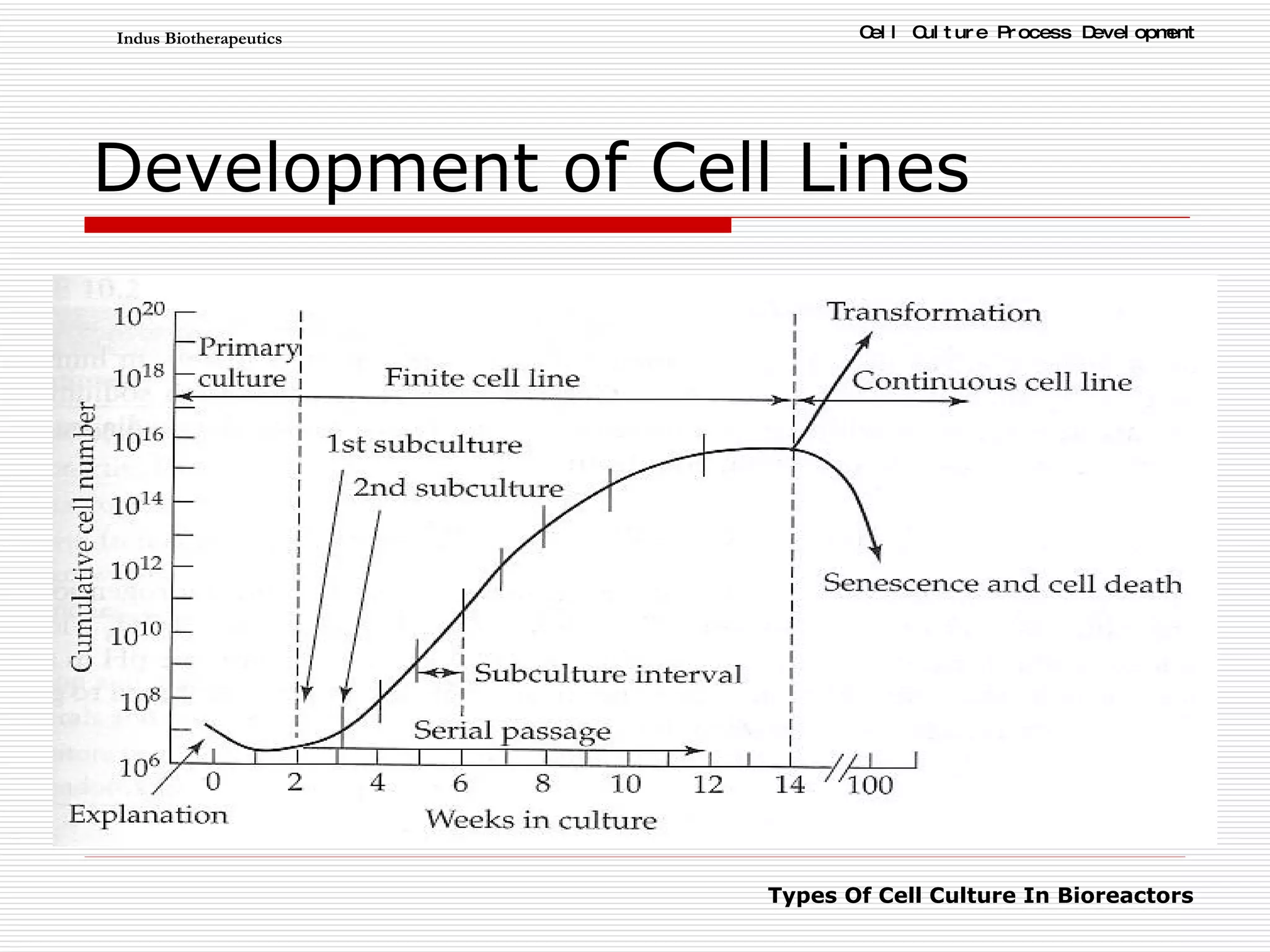 Development of Cell Lines 