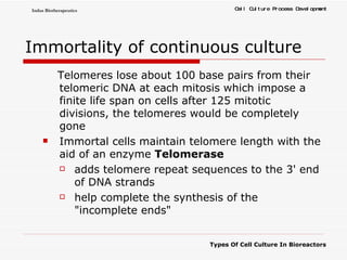 Immortality of continuous culture Telomeres lose about 100 base pairs from their telomeric DNA at each mitosis which impose a finite life span on cells after 125 mitotic divisions, the telomeres would be completely gone Immortal cells maintain telomere length with the aid of an enzyme  Telomerase   adds telomere repeat sequences to the 3' end of DNA strands help complete the synthesis of the "incomplete ends"  
