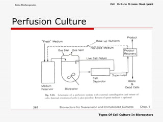 Perfusion Culture 