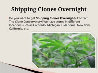  Do you want to get Shipping Clones Overnight? Contact
The Clone Conservatory! We have stores in different
locations such as Colorado, Michigan, Oklahoma, New York,
California, etc.
Shipping Clones Overnight
 