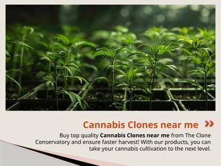 Buy top quality Cannabis Clones near me from The Clone
Conservatory and ensure faster harvest! With our products, you can
take your cannabis cultivation to the next level.
Cannabis Clones near me
 