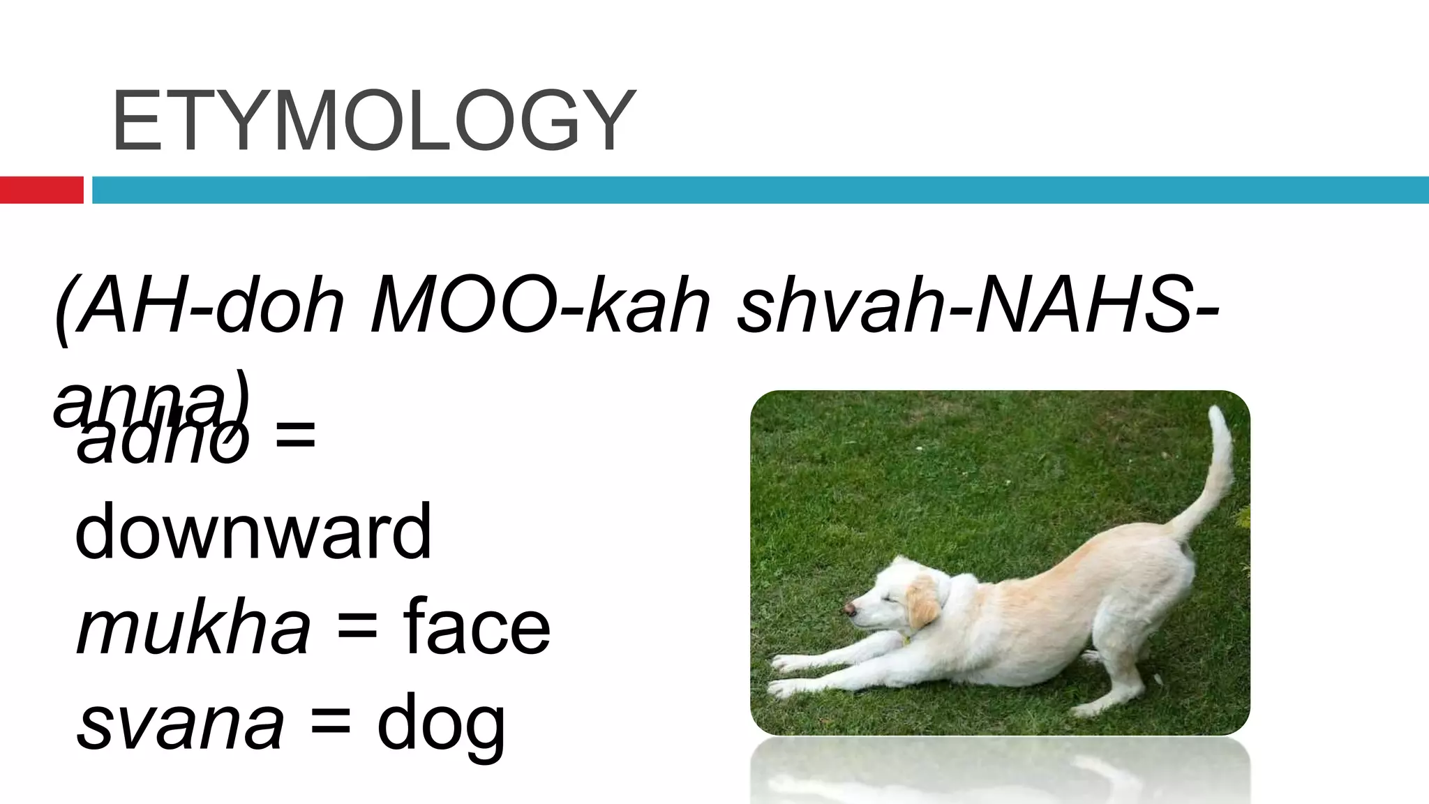 ETYMOLOGY
(AH-doh MOO-kah shvah-NAHS-
anna)adho =
downward
mukha = face
svana = dog
 