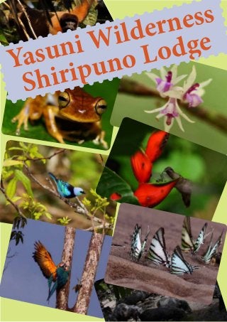 Yasuni Wilderness
Shiripuno Lodge
 