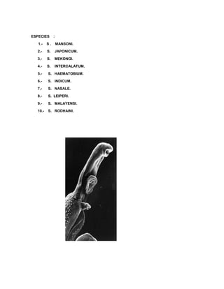 ESPECIES :
1.- S . MANSONI.
2.- S. JAPONICUM.
3.- S. MEKONGI.
4.- S. INTERCALATUM.
5.- S. HAEMATOBIUM.
6.- S. INDICUM.
7.- S. NASALE.
8.- S. LEIPERI.
9.- S. MALAYENSI.
10.- S. RODHAINI.
 