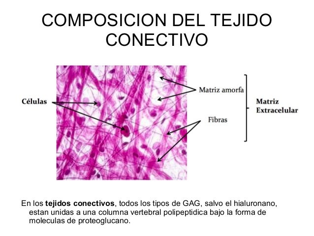 Tejido Conectivo Capitulo 8 Histologia Finn Geneser