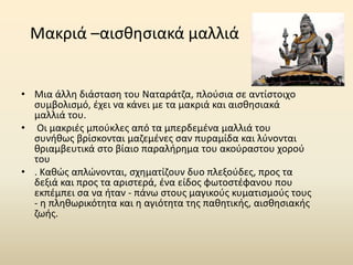 Μακριά –αισθησιακά μαλλιά
• Μια άλλη διάσταση του Nαταράτζα, πλούσια σε αντίστοιχο
συμβολισμό, έχει να κάνει με τα μακριά και αισθησιακά
μαλλιά του.
• Οι μακριές μπούκλες από τα μπερδεμένα μαλλιά του
συνήθως βρίσκονται μαζεμένες σαν πυραμίδα και λύνονται
θριαμβευτικά στο βίαιο παραλήρημα του ακούραστου χορού
του
• . Καθώς απλώνονται, σχηματίζουν δυο πλεξούδες, προς τα
δεξιά και προς τα αριστερά, ένα είδος φωτοστέφανου που
εκπέμπει σα να ήταν - πάνω στους μαγικούς κυματισμούς τους
- η πληθωρικότητα και η αγιότητα της παθητικής, αισθησιακής
ζωής.
 