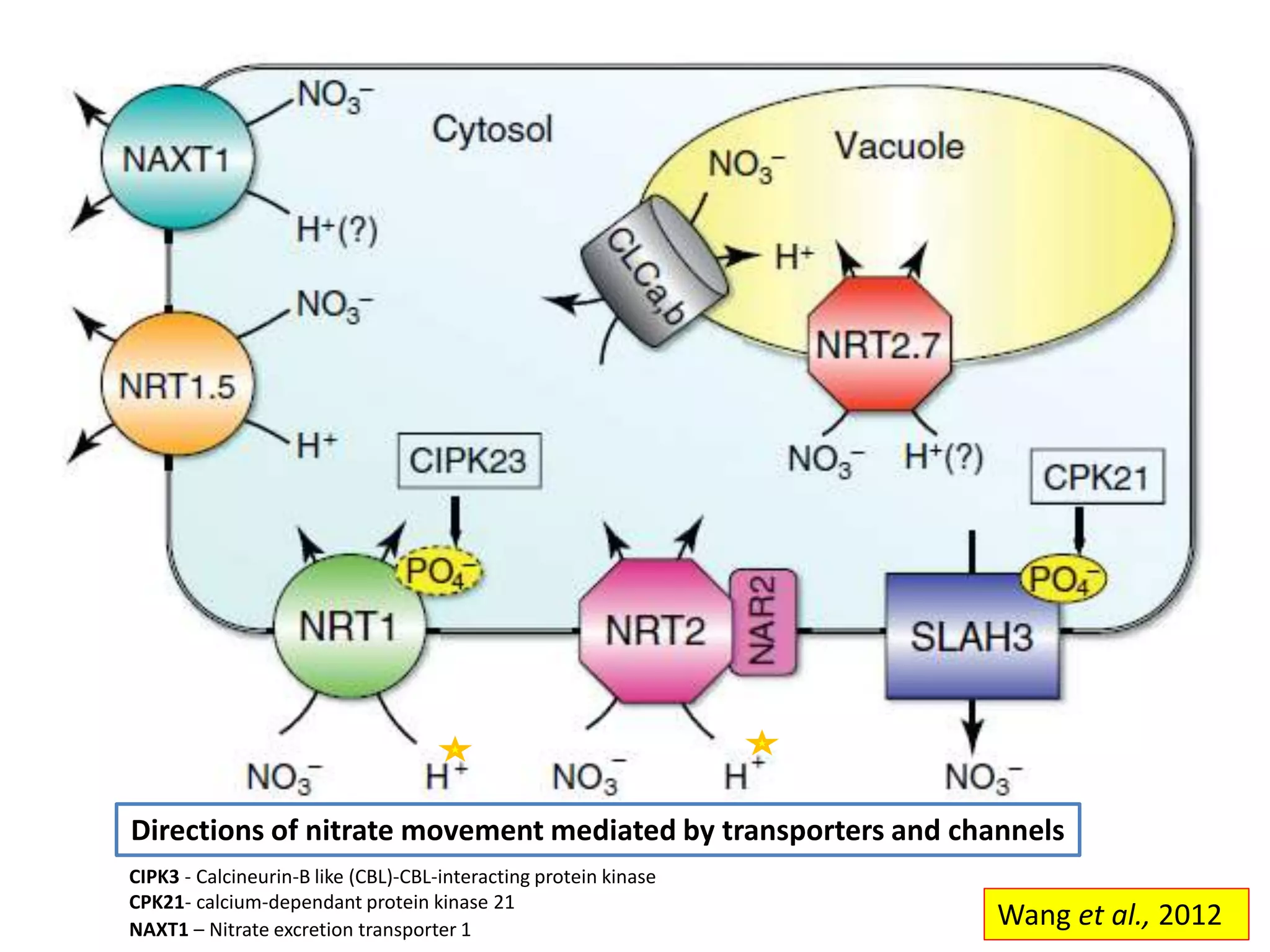 Wang et al., 2012
Directions of nitrate movement mediated by transporters and channels
CIPK3 - Calcineurin-B like (CBL)-CBL-interacting protein kinase
CPK21- calcium-dependant protein kinase 21
NAXT1 – Nitrate excretion transporter 1
 