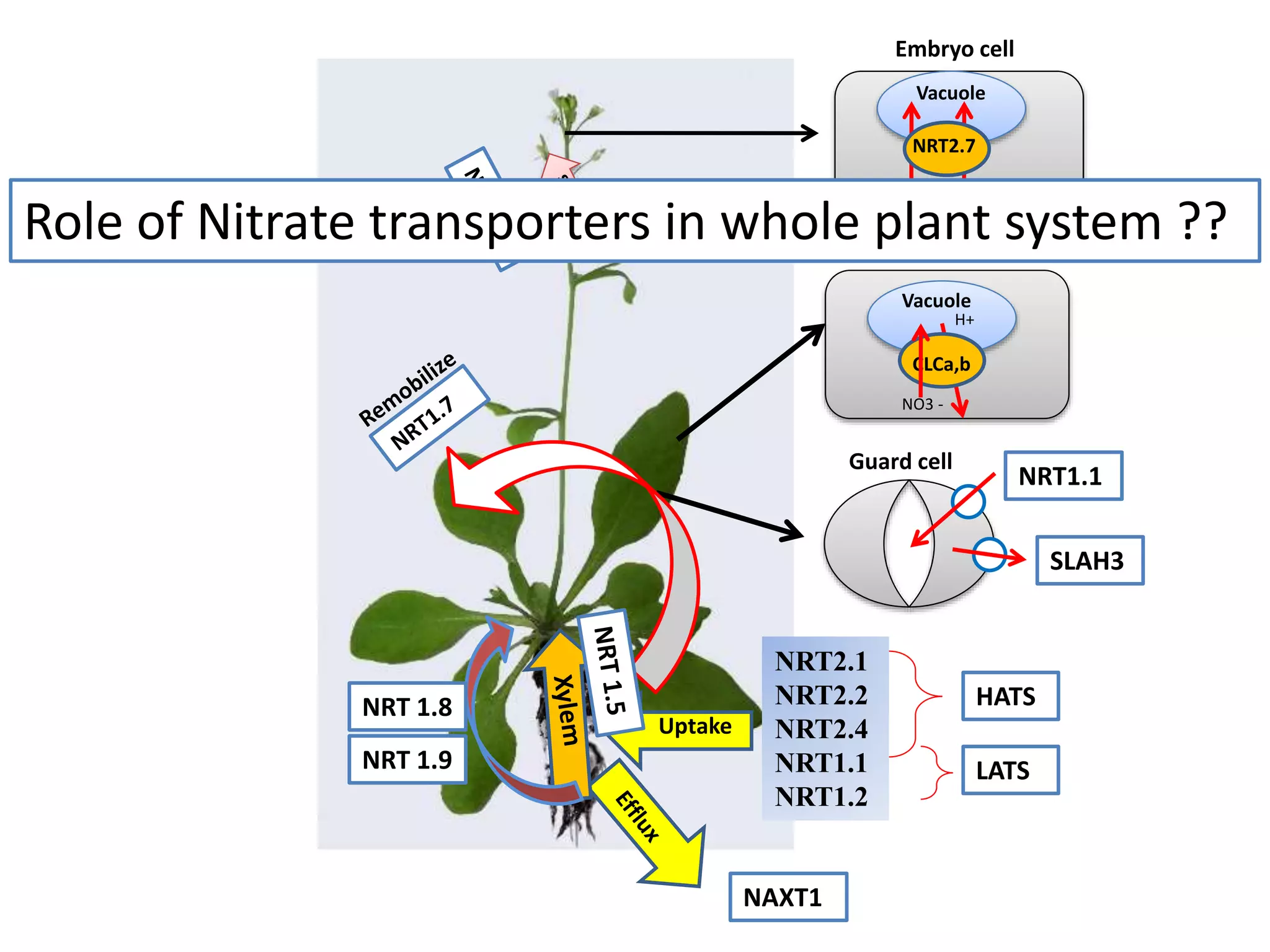 NRT2.1
NRT2.2
NRT2.4
NRT1.1
NRT1.2
HATS
LATS
Uptake
NAXT1
SLAH3
NRT1.1
Vacuole
CLCa,b
NO3 -
H+
Vacuole
NRT2.7
NO3 - H+ (?)
Embryo cell
Mesophyll cell
Guard cell
NRT 1.8
NRT 1.9
Role of Nitrate transporters in whole plant system ??
 