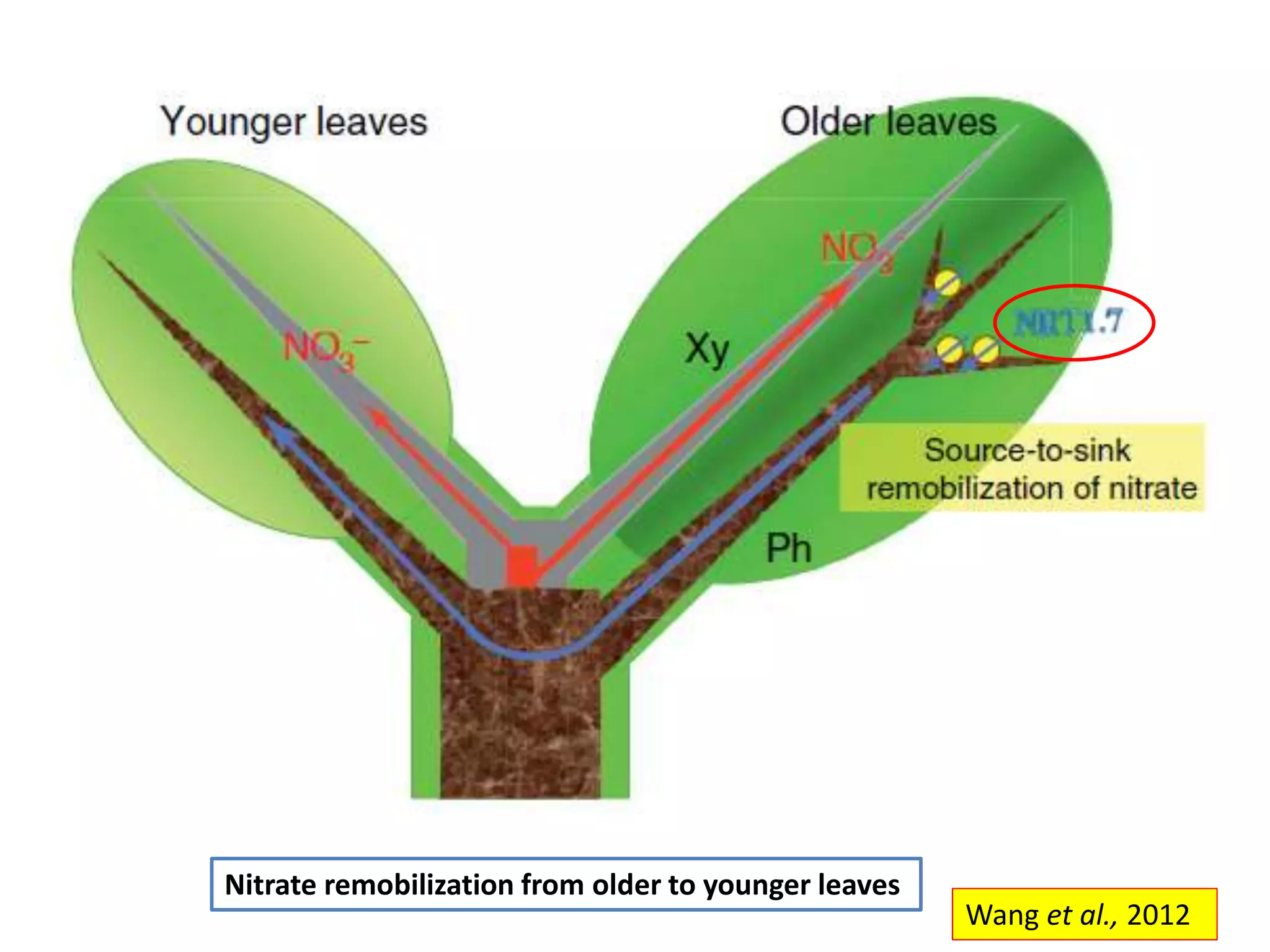 Wang et al., 2012
Nitrate remobilization from older to younger leaves
 