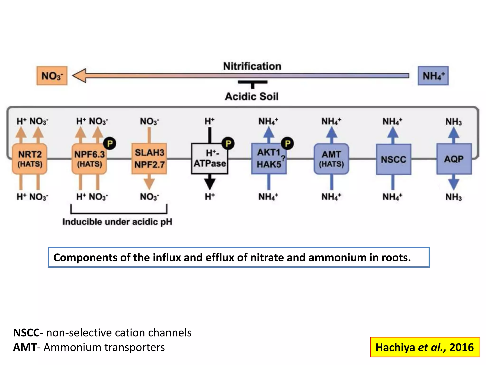 Components of the influx and efflux of nitrate and ammonium in roots.
Hachiya et al., 2016
NSCC- non-selective cation channels
AMT- Ammonium transporters
 
