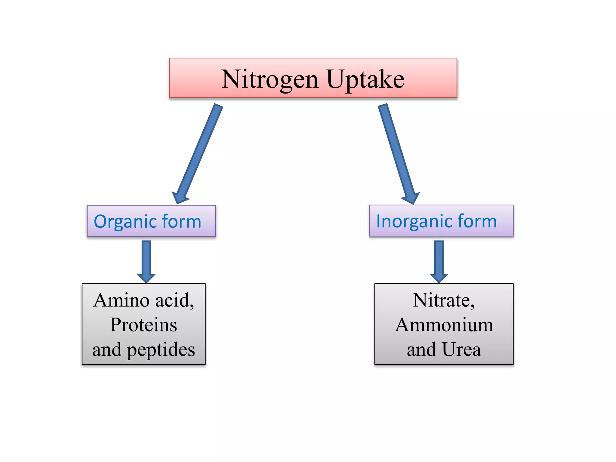 Nitrogen Uptake
Organic form Inorganic form
Nitrate,
Ammonium
and Urea
Amino acid,
Proteins
and peptides
 
