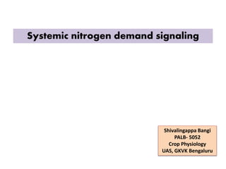 Systemic nitrogen demand signaling
Shivalingappa Bangi
PALB- 5052
Crop Physiology
UAS, GKVK Bengaluru
 