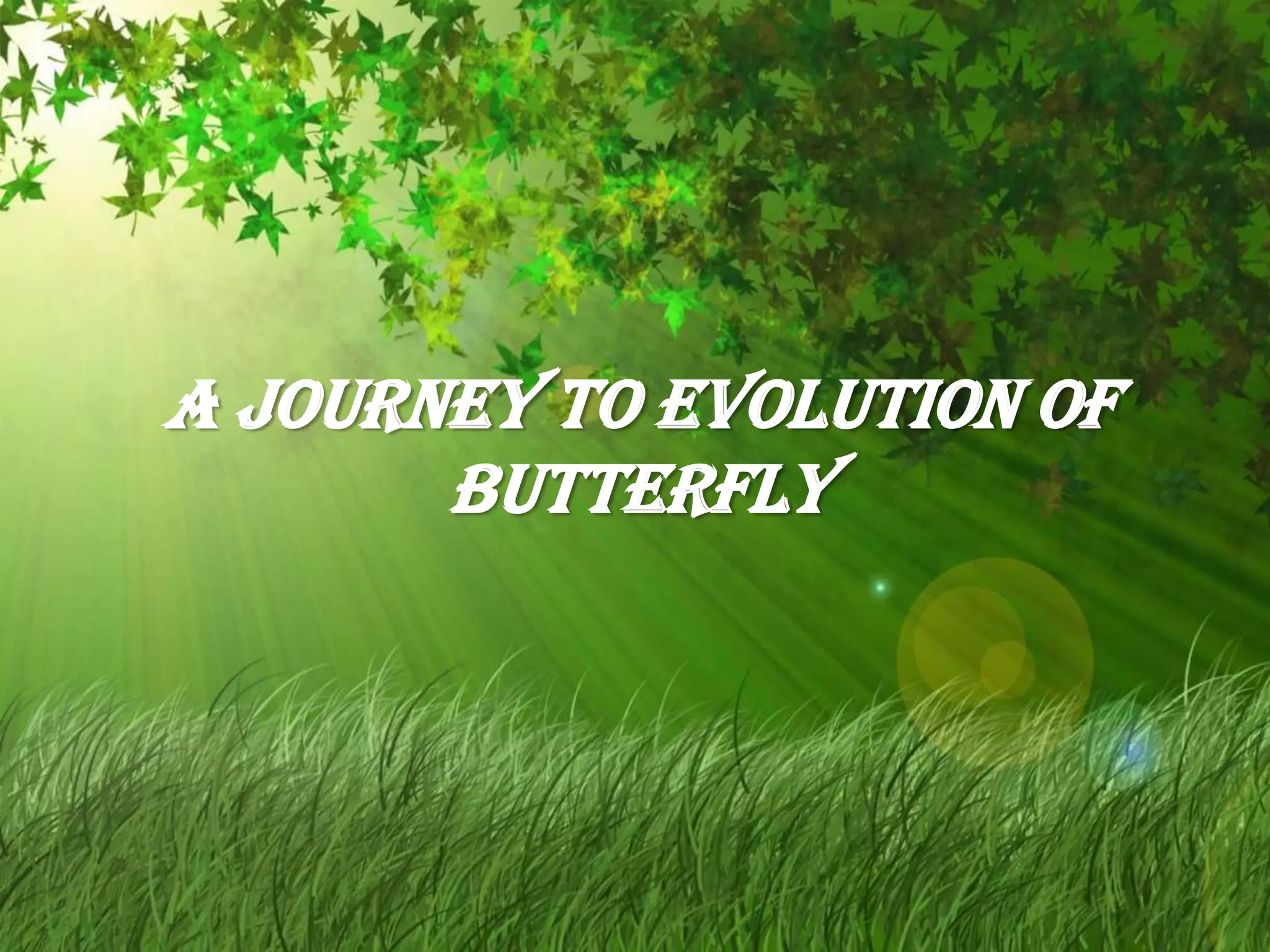 A journey to evolution of
butterfly