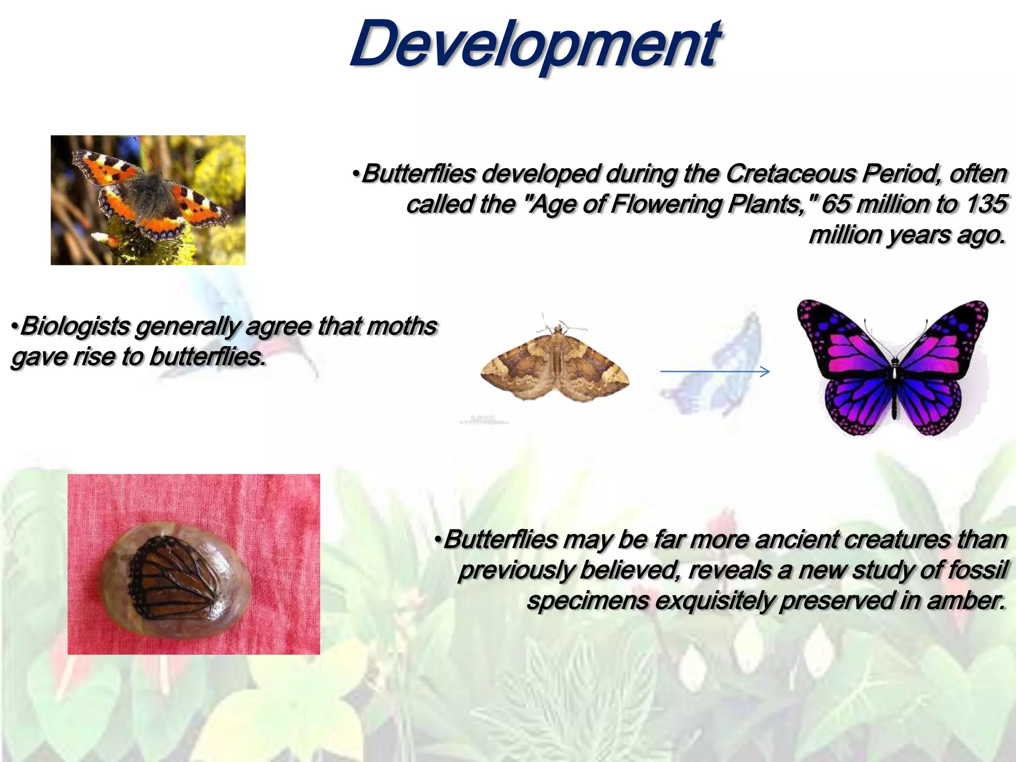 •Butterflies developed during the Cretaceous Period, often
called the "Age of Flowering Plants," 65 million to 135
million years ago.
•Biologists generally agree that moths
gave rise to butterflies.
•Butterflies may be far more ancient creatures than
previously believed, reveals a new study of fossil
specimens exquisitely preserved in amber.
Development