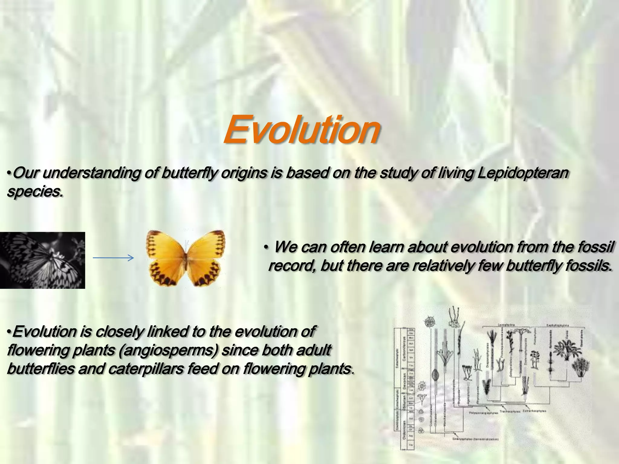 •Our understanding of butterfly origins is based on the study of living Lepidopteran
species.
• We can often learn about evolution from the fossil
record, but there are relatively few butterfly fossils.
•Evolution is closely linked to the evolution of
flowering plants (angiosperms) since both adult
butterflies and caterpillars feed on flowering plants.
Evolution