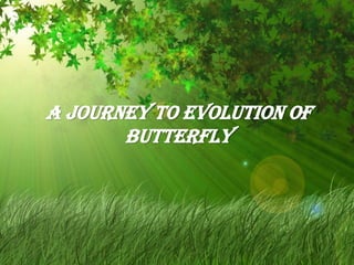 A journey to evolution of
butterfly
 