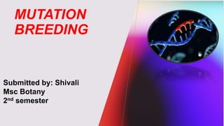 Mutation Breeding Examples Mutation breeding.pptx