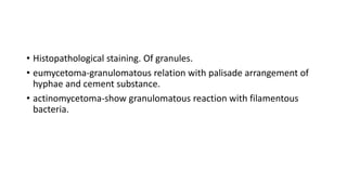 • Histopathological staining. Of granules.
• eumycetoma-granulomatous relation with palisade arrangement of
hyphae and cement substance.
• actinomycetoma-show granulomatous reaction with filamentous
bacteria.
 