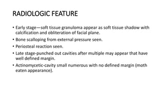 RADIOLOGIC FEATURE
• Early stage—soft tissue granuloma appear as soft tissue shadow with
calcification and obliteration of facial plane.
• Bone scalloping from external pressure seen.
• Periosteal reaction seen.
• Late stage-punched out cavities after multiple may appear that have
well defined margin.
• Actinomycetic-cavity small numerous with no defined margin (moth
eaten appearance).
 