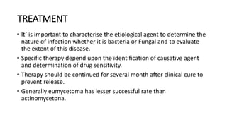 TREATMENT
• It’ is important to characterise the etiological agent to determine the
nature of infection whether it is bacteria or Fungal and to evaluate
the extent of this disease.
• Specific therapy depend upon the identification of causative agent
and determination of drug sensitivity.
• Therapy should be continued for several month after clinical cure to
prevent release.
• Generally eumycetoma has lesser successful rate than
actinomycetona.
 
