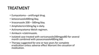 TREATMENT
• Eumycetoma – antifungal drug.
• ketoconazole400mg/day.
• Itraconazole 200 – 500mg/day.
• Amphotericin50mg/kg iv daily.
• Actinomycetoma-Welsh regimen.
• Amikacin +clotrimazole.
• Isolated case treated with voriconazole200mgpoBD for several
month combined with posaconazole400mg bid.
• Therapy suggested for one or two years for complete
eradication unless adverse effect Warrant the cessation of
medication.
 