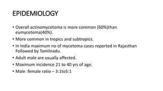 EPIDEMIOLOGY
• Overall actinomycetoma is more common (60%)than
eumycetoma(40%).
• More common in tropics and subtropics.
• In India maximum no of mycetoma cases reported in Rajasthan
Followed by Tamilnadu.
• Adult male are usually affected.
• Maximum incidence 21 to 40 yrs of age.
• Male :female ratio – 3:1to5:1
 